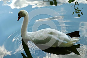 Beautiful white swan swimming in water  wild bird and river.