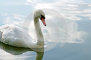 Beautiful white swan swimming in water  wild bird and river.