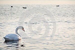 Beautiful white swan swimming in winter sea