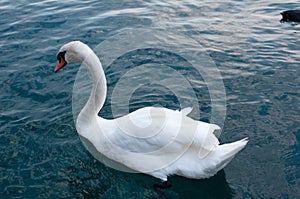 Beautiful white swan swims in the lake