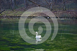 A beautiful white swan swims in the lake at Vrelo Bosne