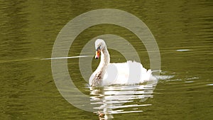 Beautiful white swan swims in the pond
