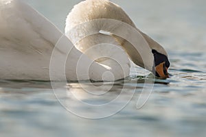 Beautiful white swan swims on a pond