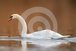 Beautiful white swan swims on a pond