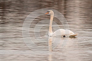 Beautiful white swan swims on a pond