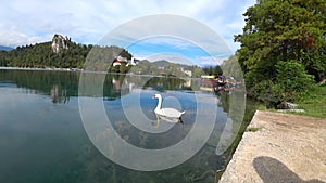 A beautiful white swan swims on a pure mountain lake. Clear cold water.