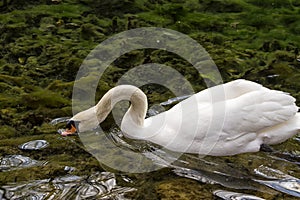 Beautiful white swan trying to find something tasty for him under the water