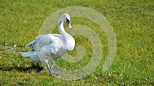 Beautiful white swan waking on the grass
