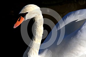Beautiful white swan with water drops close up