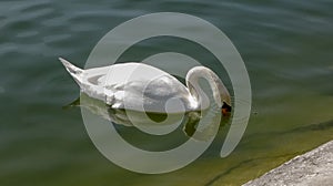 Beautiful white swan on the water