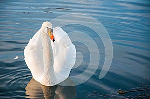 Beautiful white swan on water sufrace