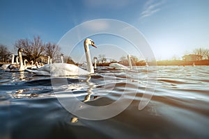 Beautiful white swans