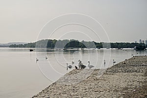 Beautiful white swans on the Danube river in the morning at dawn. Swan Lake in old town Zemun. Elegance and photo