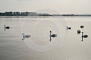 Beautiful white swans on the Danube river in the morning at dawn. Swan Lake in old town Zemun. Elegance and photo