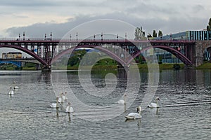 Beautiful white swans in the Drava River. Old Bridge at the background. Stunning autumn landscape