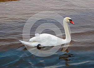 Beautiful white swans floating on the water