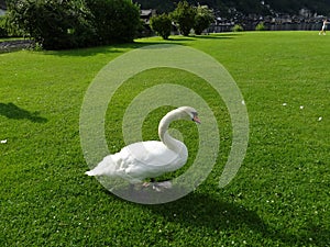 Beautiful white swans of Hallstadt, Austria