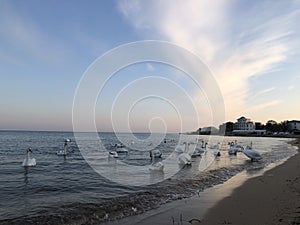 Beautiful white swans on the seashore on sunset background