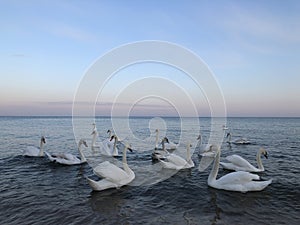 Beautiful white swans on the seashore on sunset background