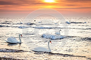 Beautiful white swans swimming in the ocean at sunrise sunset