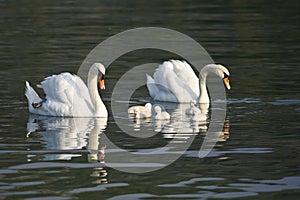 Beautiful white swans with their nestling