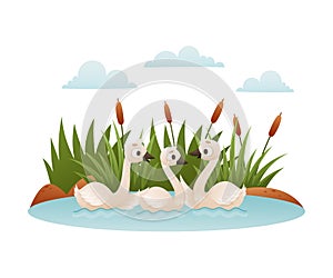 Beautiful white swans. Ugly duckling fairy tale cartoon vector illustration