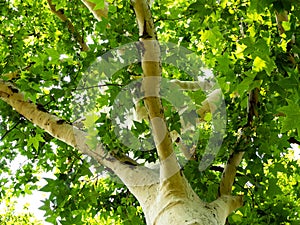 White sycamore tree with bright green leaves