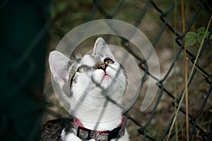 Beautiful white tabby cat looking curiously through a fence