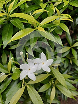 The beautiful white Tabernaemontana divaricata flowers