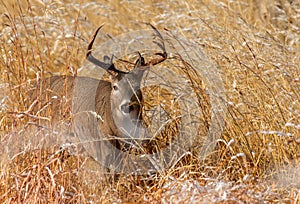 A Beautiful White-tailed Deer Buck in a Grassy Field