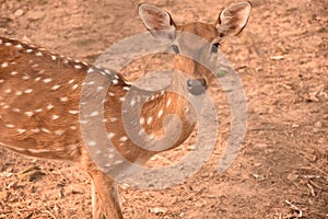 The beautiful white- tailed deer fawn.