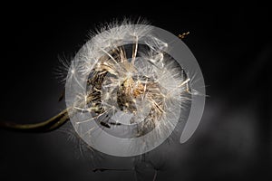 Beautiful white Taraxacum, dandelion, flower head. Isolated on black background