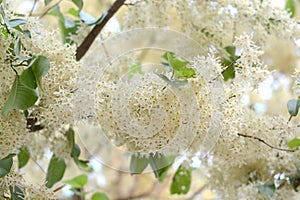 Beautiful White Tembusu flowers bloomig