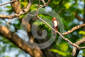 Beautiful White-throated Kingfisher perching on the branch of tree