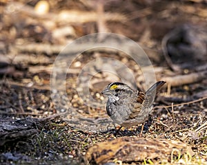 A beautiful white-throated sparrow perched on the forest floor. photo