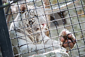 Beautiful white tiger in a cage at the