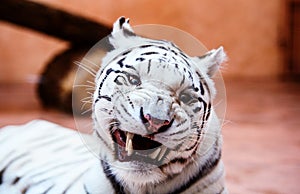 Beautiful white tiger portrait