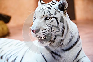 Beautiful white tiger portrait