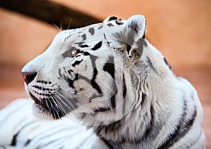 Beautiful white tiger portrait