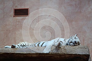 Beautiful white tiger sleeps on its bed
