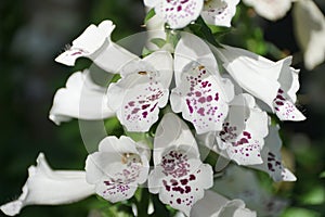 Close up of the beautiful white and tiny purple dots of Dalmatian Mixed Cultivars Foxglove flowers photo