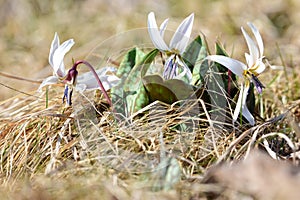 Beautiful white Trout Lily flowers in April, spring time. White Dogtooth Violet group of flowers rising from the grass