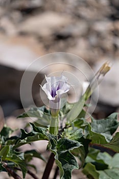 A beautiful white trumpet shaped flower of hallucinogen plant Devil`s Trumpet