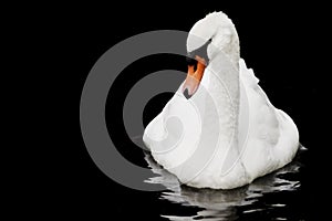 Beautiful white Trumpeter Swan floating on black water background