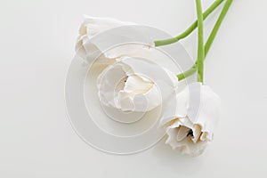 Beautiful white tulip flowers