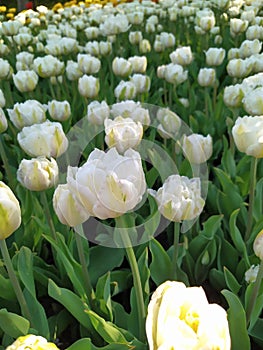 Beautiful white tulips blossoms in spring on green leaves background