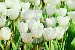 Beautiful white tulips flower with green leaf in tulip field