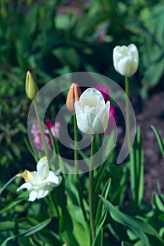 Beautiful white tulips in sunny spring garden