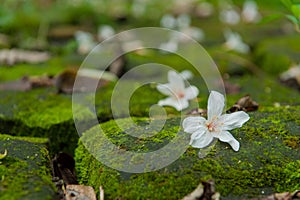 Beautiful white tung tree flower