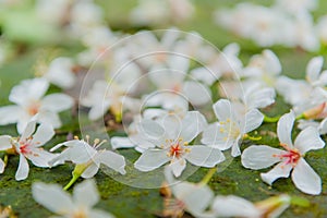 Beautiful white tung tree flower